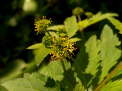 Sanicula gregaria, 2015-05-24, Frick Park, 04