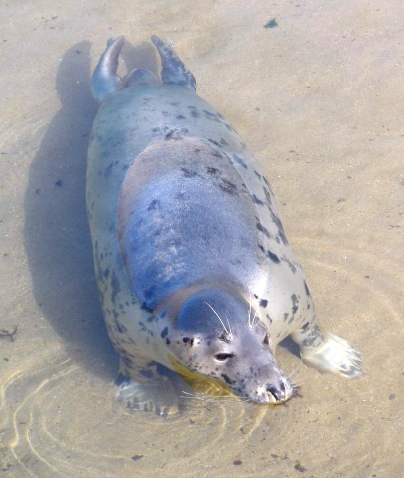 Santander - Península de la Magdalena, Zoo marino 3