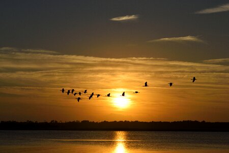 Avian herons flying sky photo
