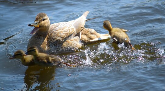 Chicken duck bird water bird photo