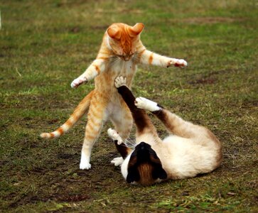 Red cat siamese cat play