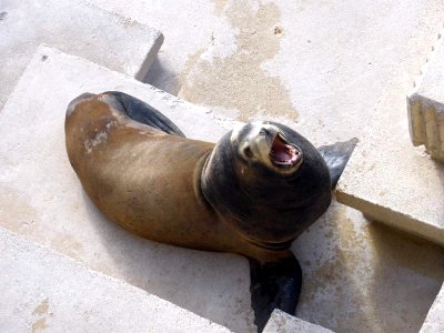Santander - Península de la Magdalena, Zoo marino 2