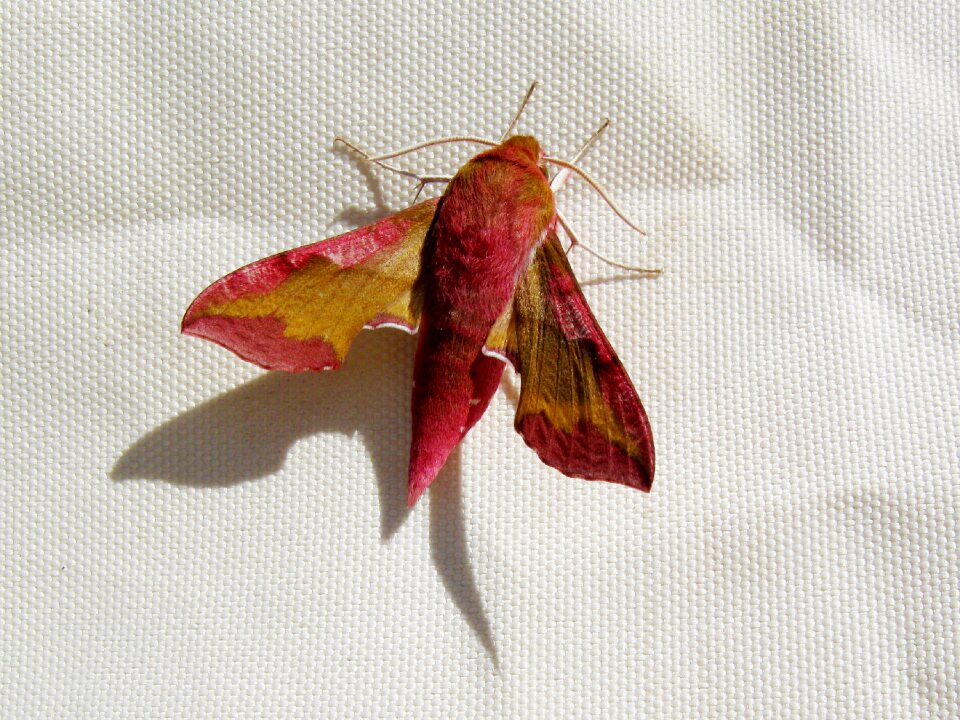 Of the sea red winged