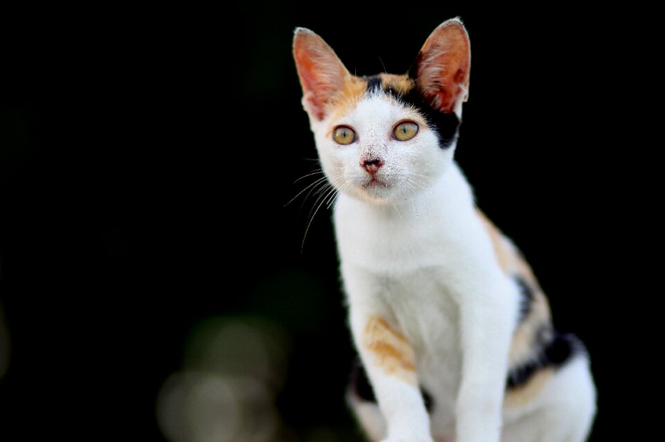 Cute domestic feline