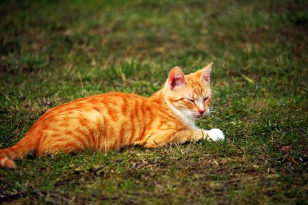 Red cat young cat grass