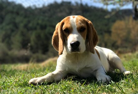 Animal pets cute