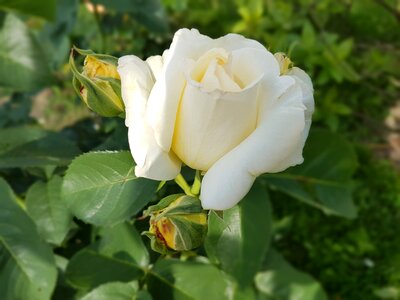 White rose flowers summer