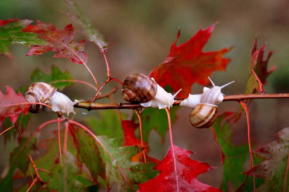 Autumn rain nature