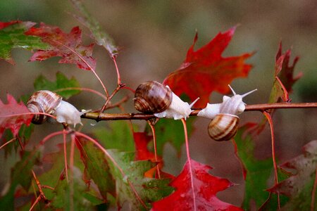 Autumn rain nature photo