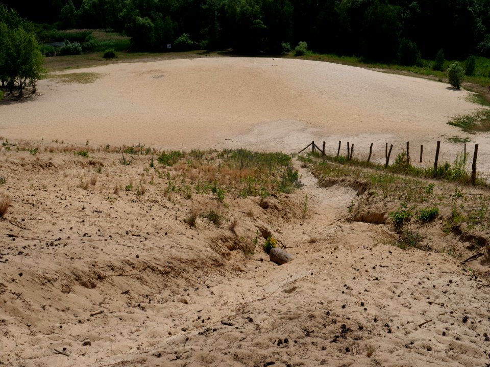 Sandgrube im Jagen 86 Grunewald 2019-07-01 15