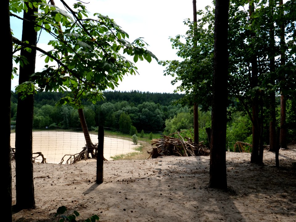 Sandgrube im Jagen 86 Grunewald 2019-07-01 16