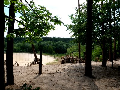 Sandgrube im Jagen 86 Grunewald 2019-07-01 16