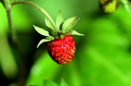 Berry delicious wild strawberries photo