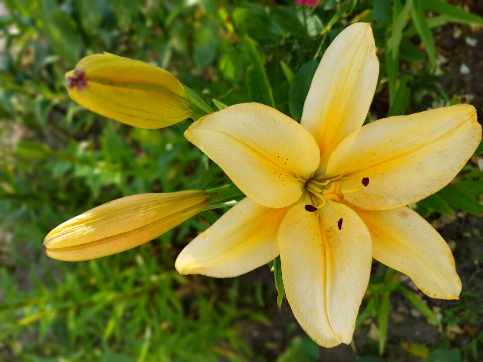 Lily lilies flowers