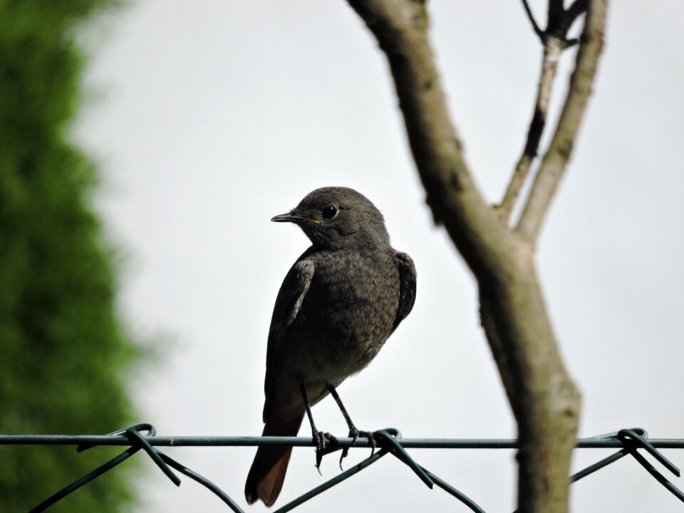 Feather starling nature