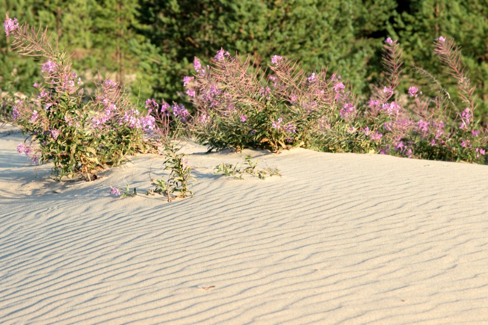 Sand pits Isoniemi Oulu 20140802 04