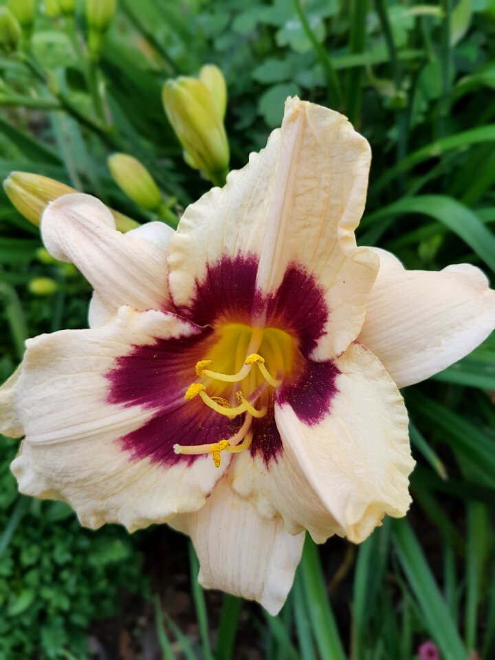 Lily lilies flowers