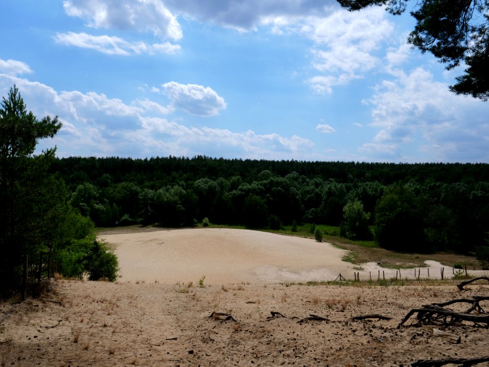 Sandgrube im Jagen 86 Grunewald 2019-07-01 01