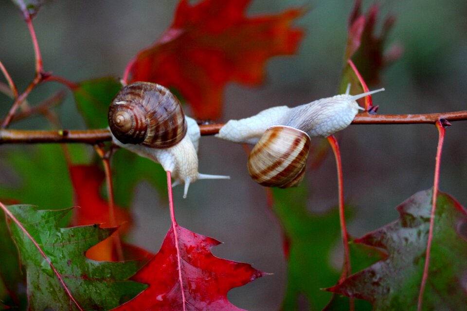 Autumn rain nature