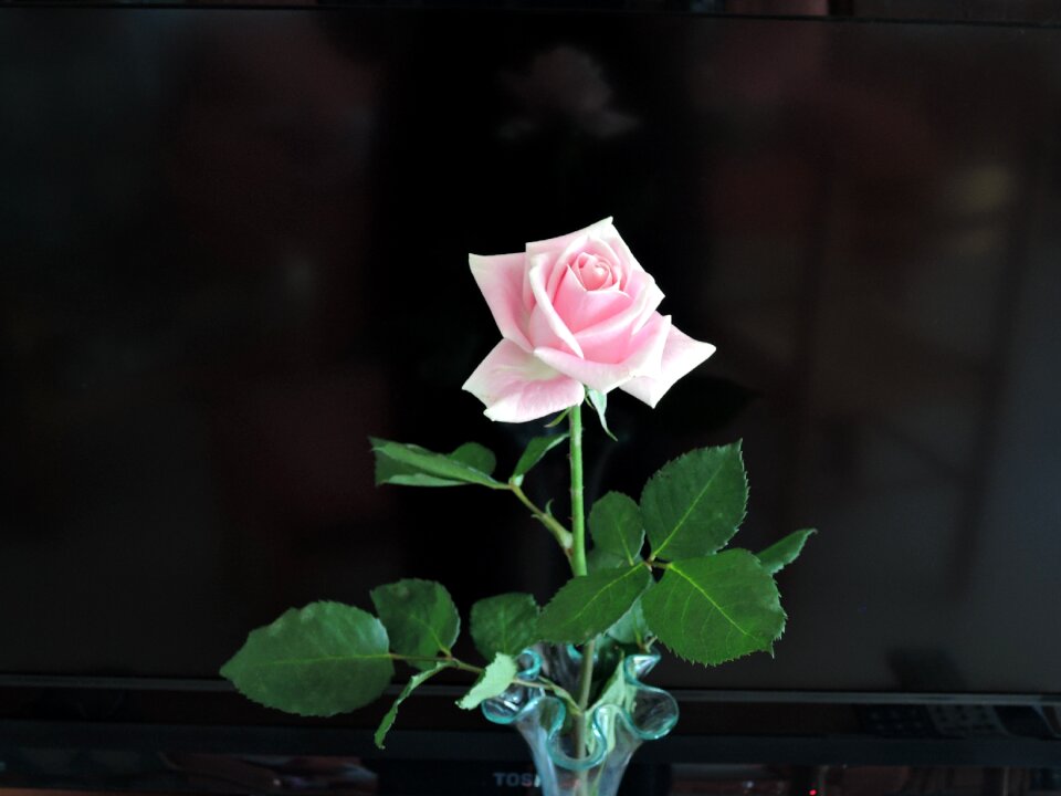 Birthday pastel flower