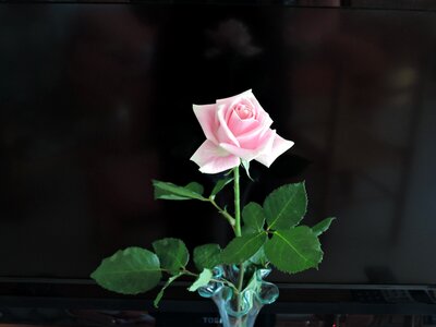 Birthday pastel flower