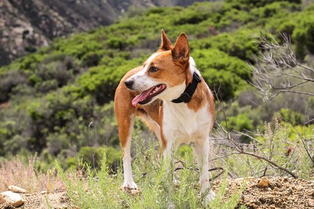 Dog hiking outdoors