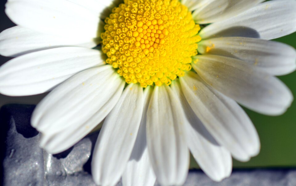 White flower nature