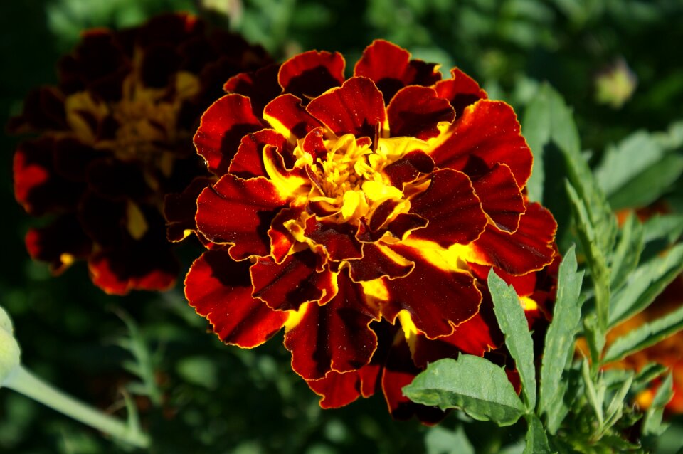 Marigold garden Free photos