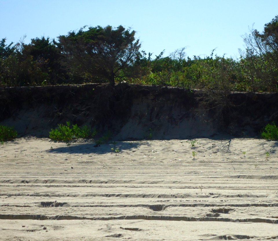 Sandy Hook beach NJ dunes