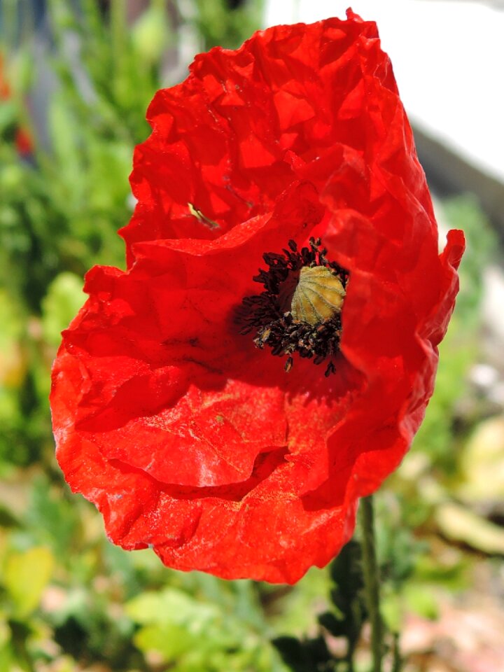 Hatching spring red