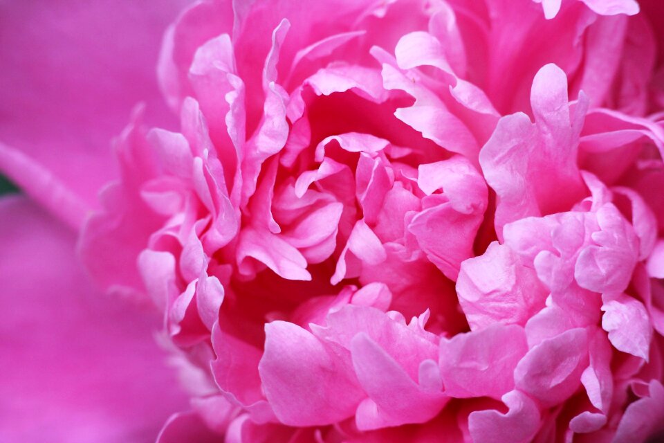 Spring pink flower pink
