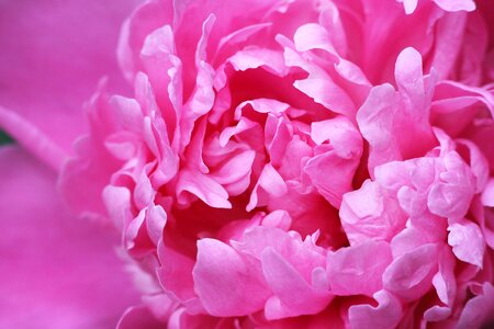 Spring pink flower pink photo