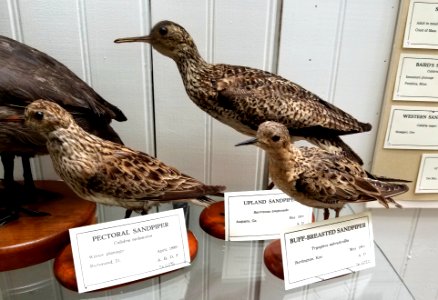 Sandpipers - Pember Library and Museum - Granville, New York - 20180224 142715