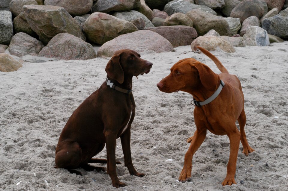 Sand vacation funny dog