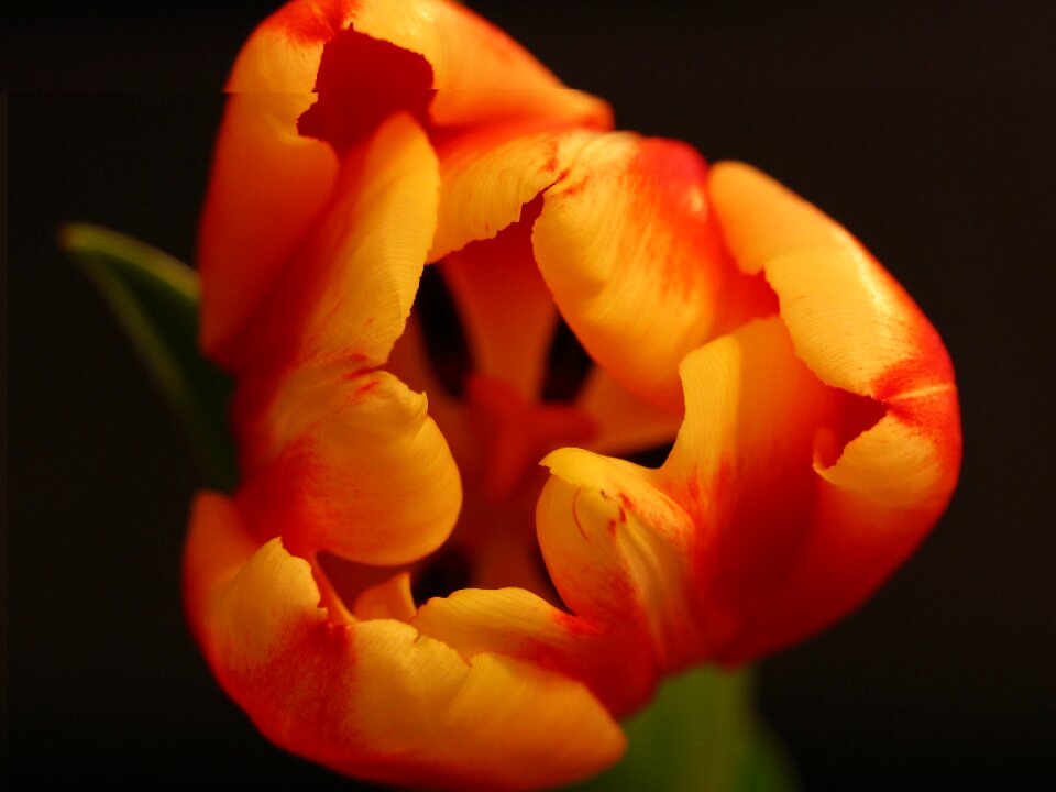 Nature flowers plants