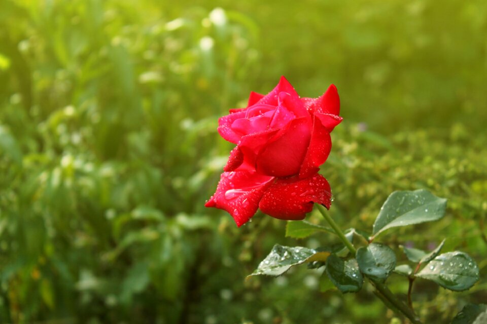 Red rose flowers tender rose