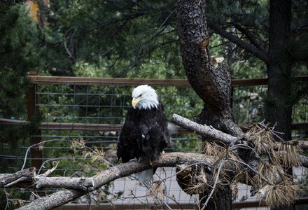 Perched raptor bird photo