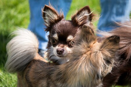 Small small dog pet