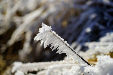 Iced crystals eiskristalle