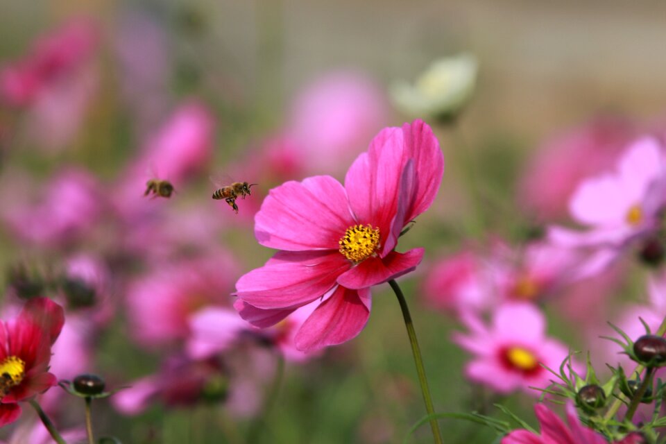 Bee quentin chong garden photo