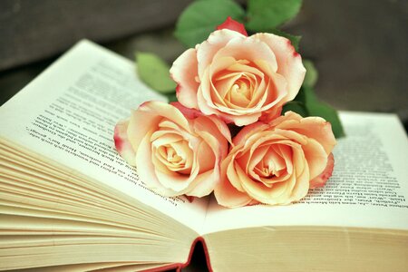 Roses romantic literature photo