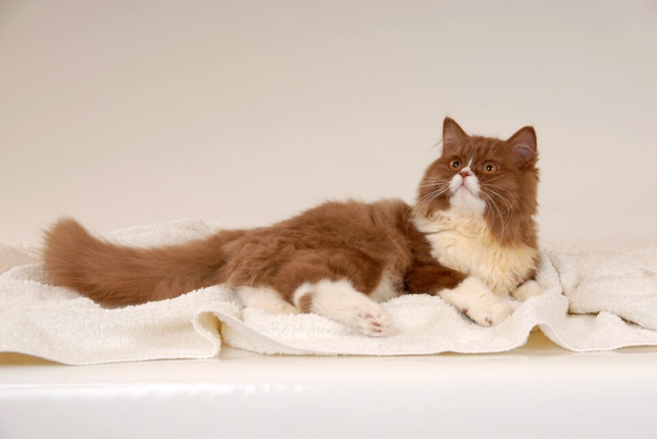 German longhaired pointer brit cat