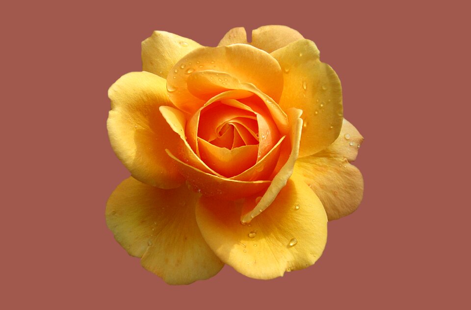 Close up rose bloom drop of water