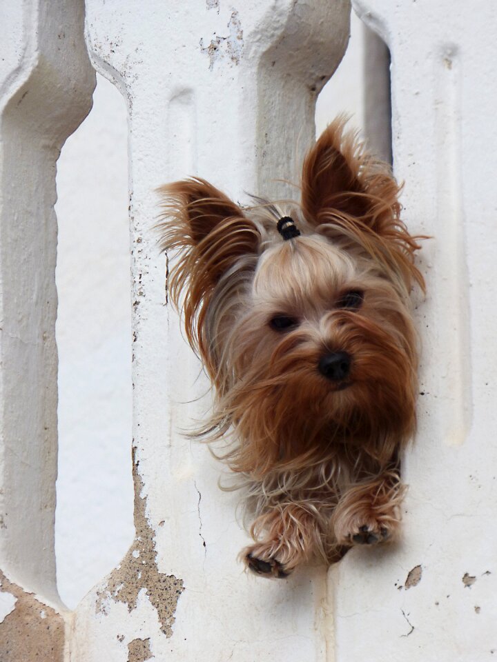Yorkshire terrier have a look pet