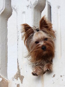 Yorkshire terrier have a look pet photo