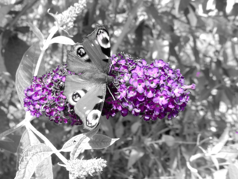 Plant nature animal
