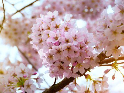 Flowers bloom cherry tree photo