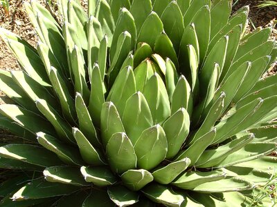 Nature succulent plant