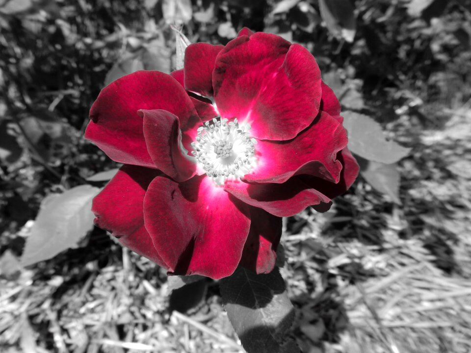 Blossom bloom nature