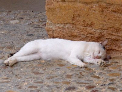 San Esteban de Gormaz 2012 1